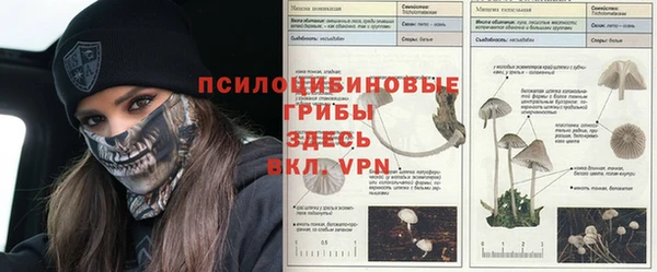 индика Няндома