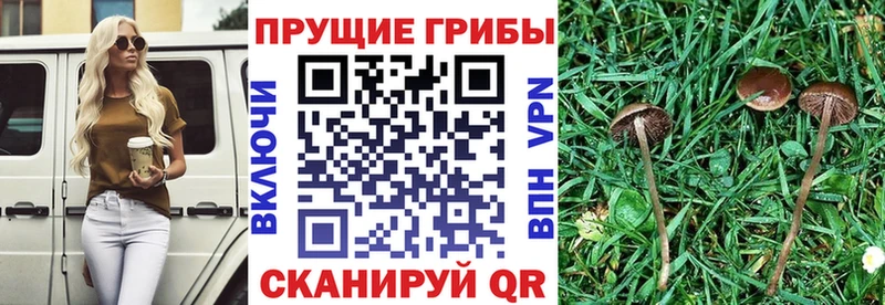Галлюциногенные грибы MAGIC MUSHROOMS  Купить закладки  Алупка 